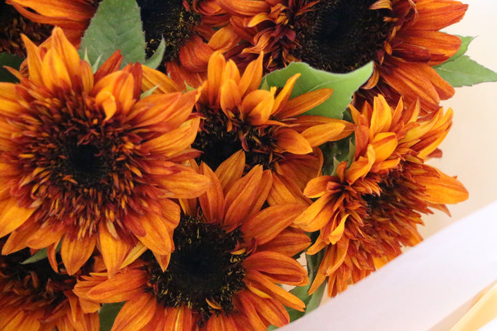ブラウンのひまわりの花束（10本）