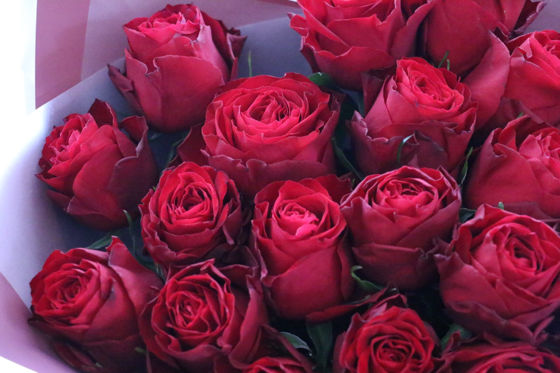 20本の赤いバラの花束-真心あるのみ – 花・花束の通販サイト｜HanaTaku