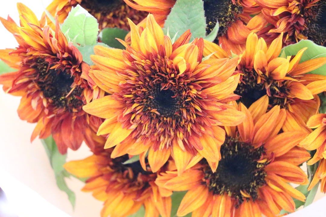 ブラウンのひまわりの花束（10本）