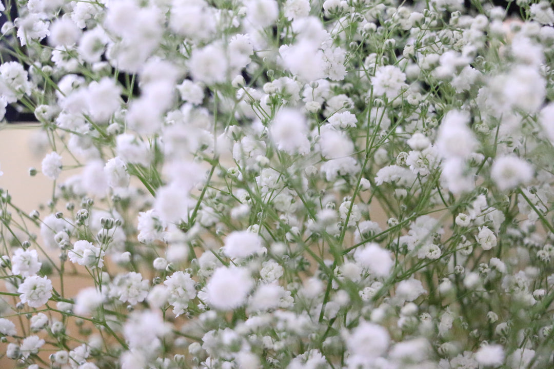 カスミソウ（かすみ草）の花束 6,000円