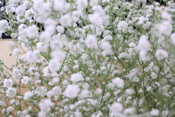 カスミソウ（かすみ草）の花束 6,000円