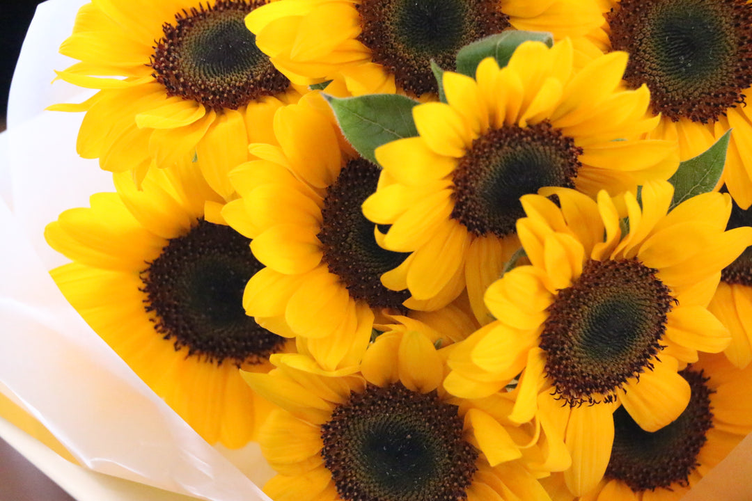 ひまわりの花束（10本）