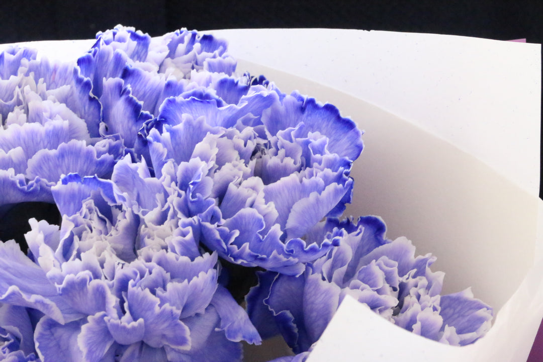 紫のカーネーションの花束（8本）