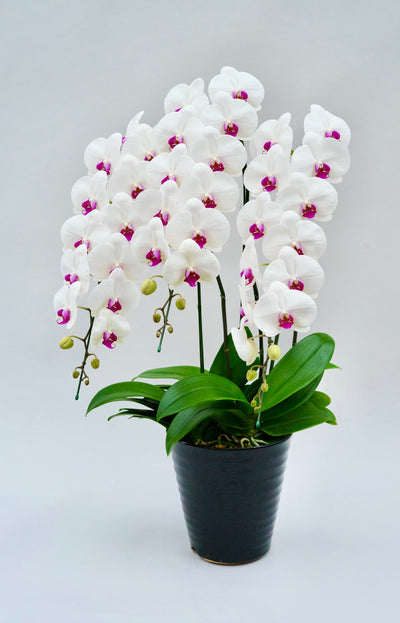 胡蝶蘭 大輪 赤リップ 3本立ち 40～47輪前後