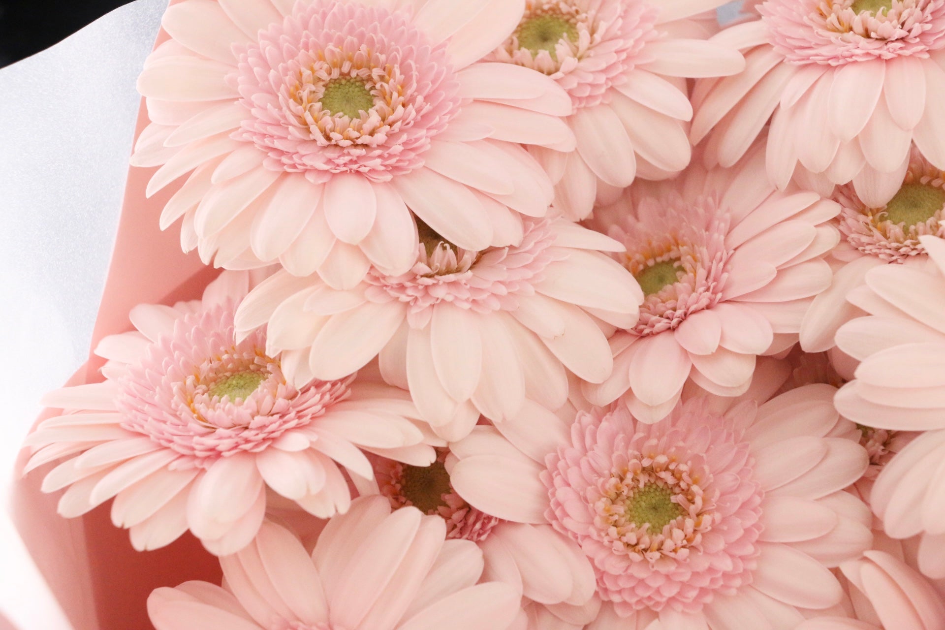 ピンク色のガーベラの花束（18本）-誠実 – 花・花束の通販サイト｜HanaTaku