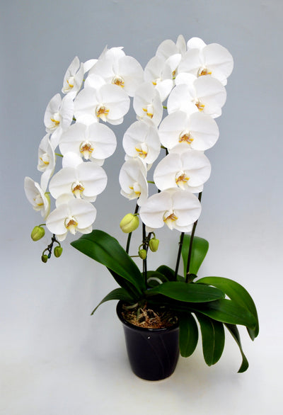 胡蝶蘭 大輪 2本立ち 25～30輪前後 白
