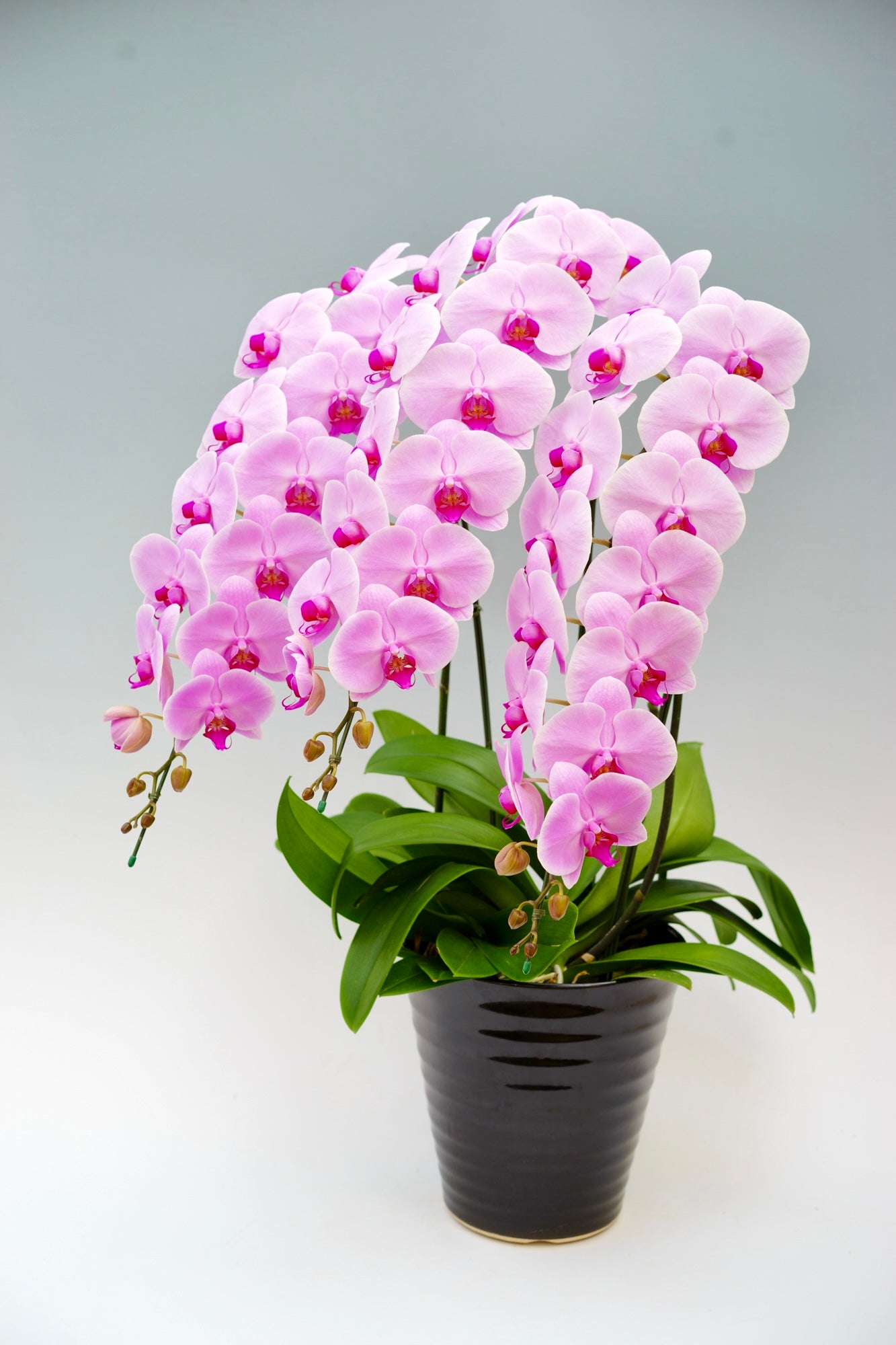 胡蝶蘭の通販 – 花・花束の通販サイト｜HanaTaku