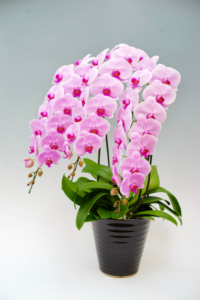 胡蝶蘭 大輪 ピンク 3本立ち 35～42輪前後