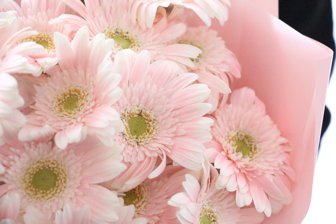 ピンク色のガーベラの花束（20本）-真心あるのみ