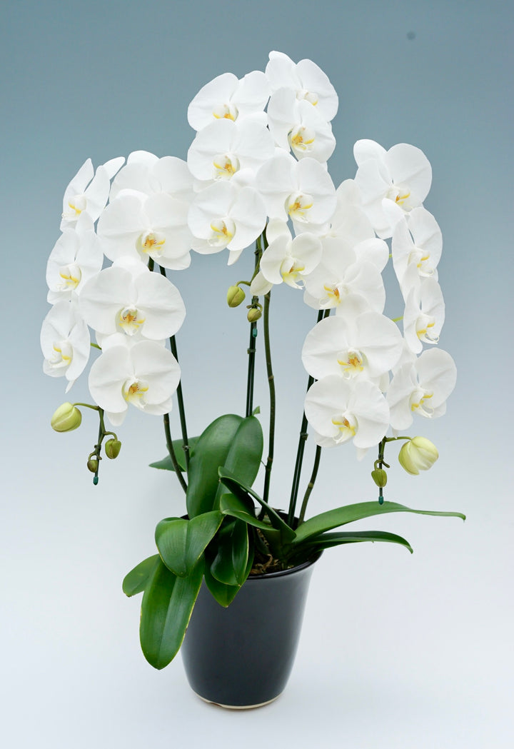 胡蝶蘭 大輪 3本立ち 25～32輪前後 白