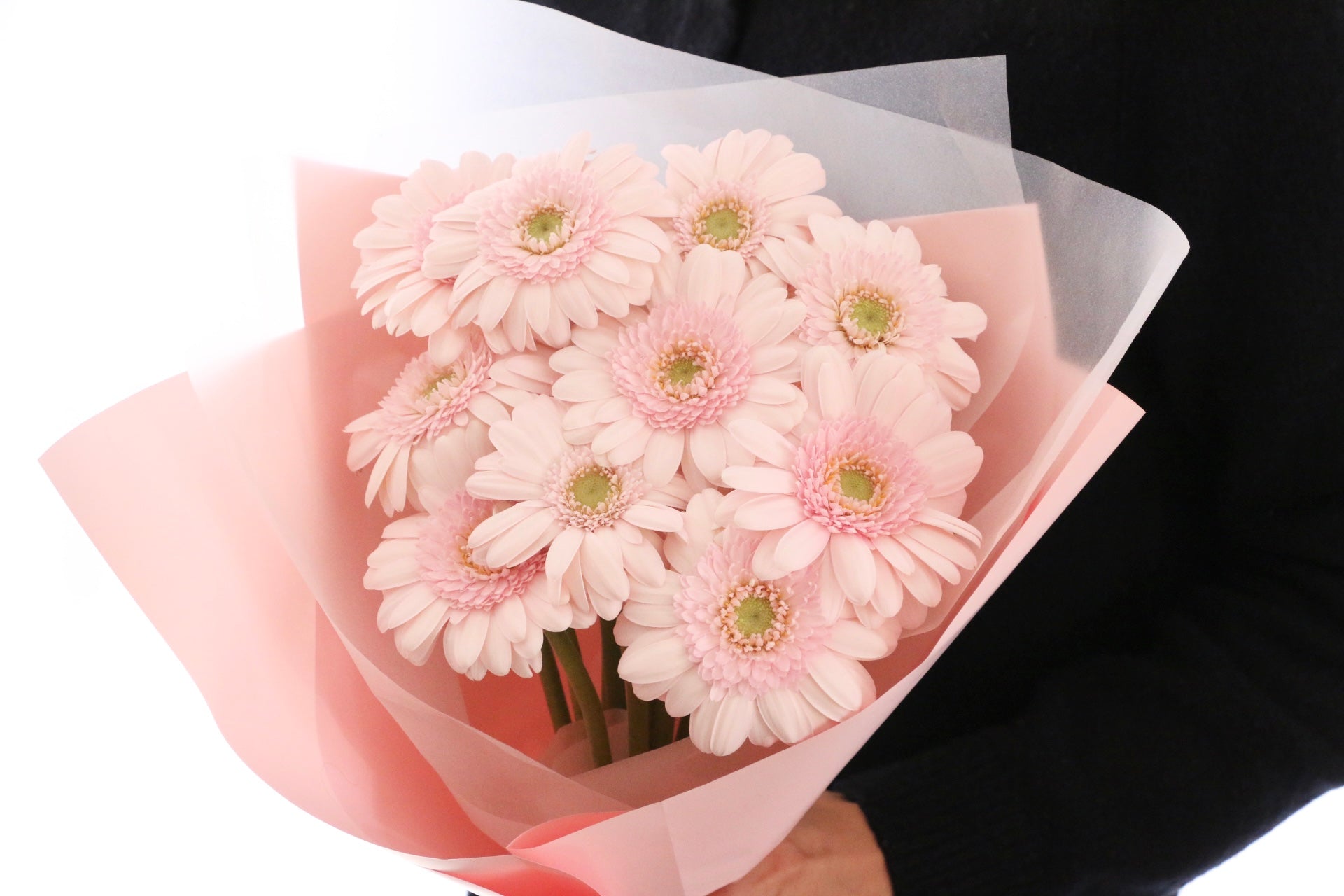 ピンク色のガーベラの花束（11本）-最愛 – 花・花束の通販サイト｜HanaTaku