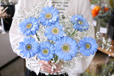 カスミソウと青色ガーベラ(染め)の花束