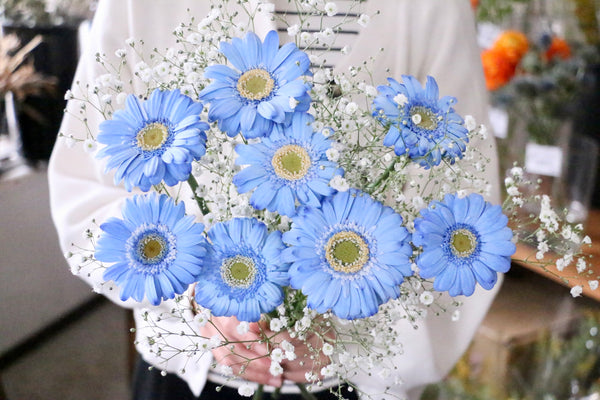 カスミソウと青色ガーベラ(染め)の花束