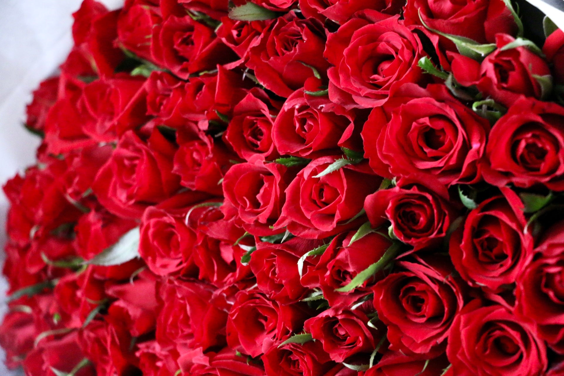 90本のバラの花束-完璧な愛 – 花・花束の通販サイト｜HanaTaku