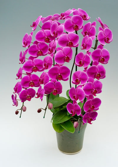 胡蝶蘭 大輪 濃いピンク 3本立ち 35～42輪前後