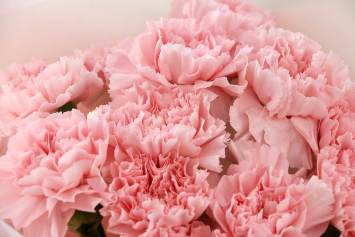 ピンクのカーネーションの花束（12本）-私の妻になってください