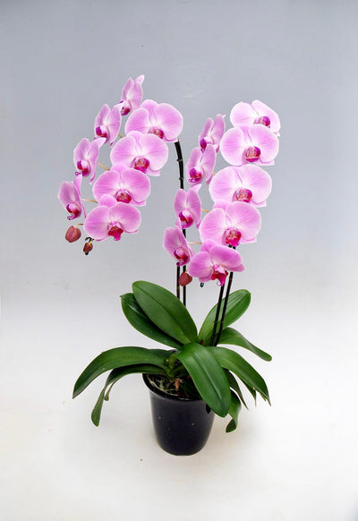 胡蝶蘭 大輪 ピンク 2本立ち 18～23輪前後