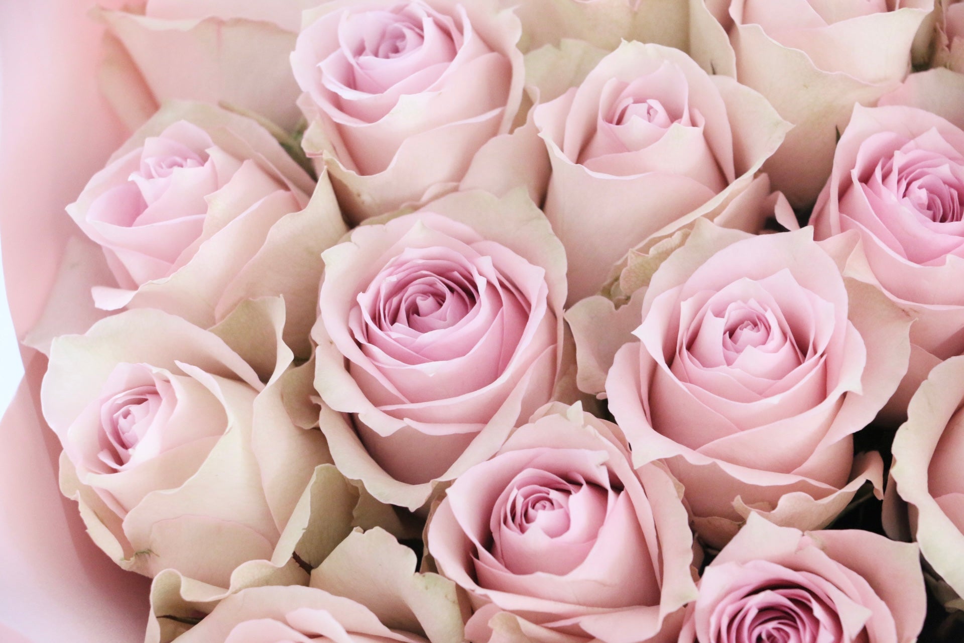 23本のピンク色のバラの花束-あなたと一緒にいたい – 花・花束の通販