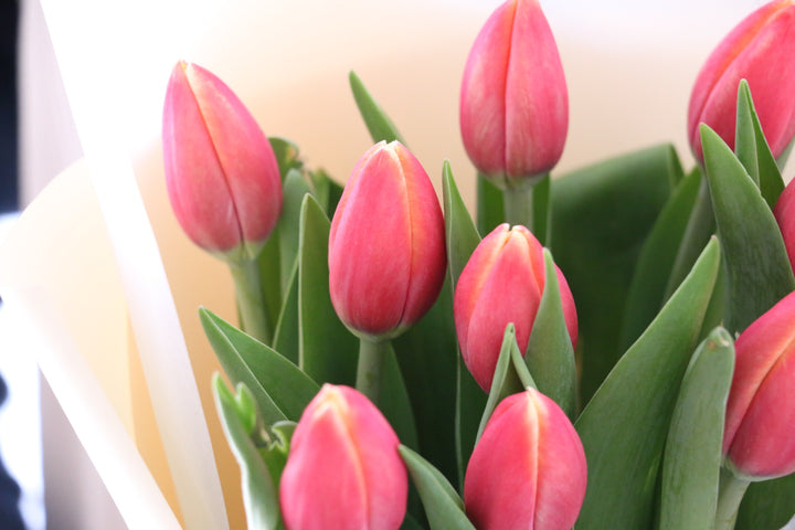 赤色のチューリップの花束（9本）