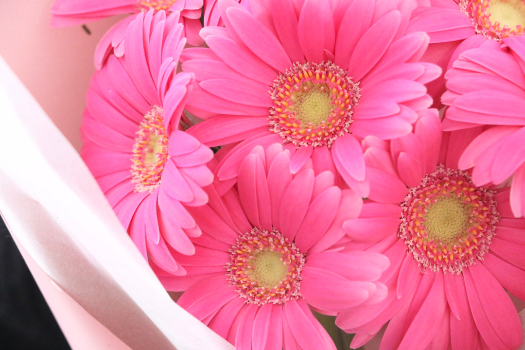濃いピンク色のガーベラの花束（9本）-いつまでも一緒にいてください