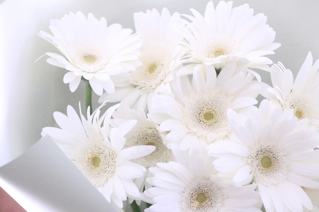 白色のガーベラの花束（10本）