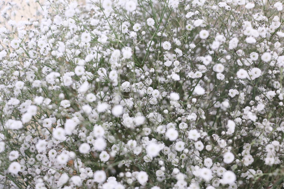 カスミソウの花束（15本）