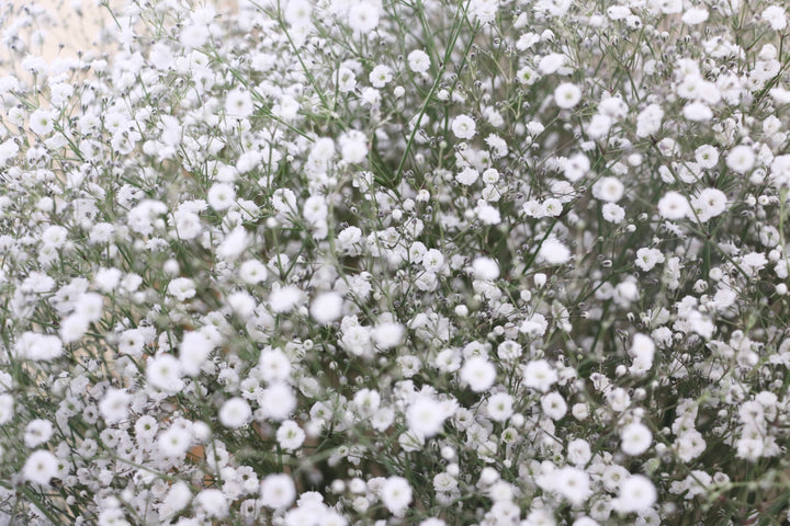 カスミソウの花束（15本）