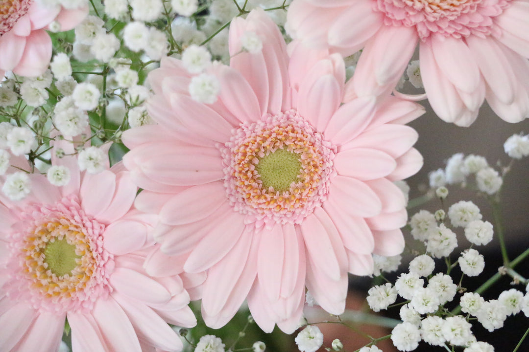 かすみ草（カスミソウ）とピンク色のガーベラの花束のガーベラ、かすみ草アップ
