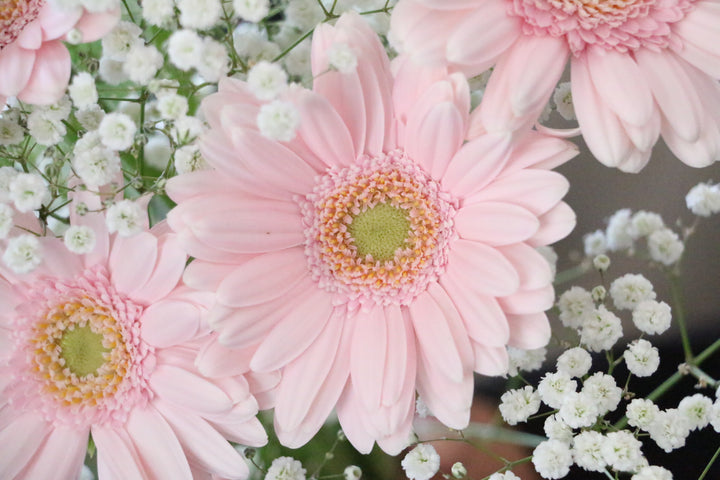 かすみ草（カスミソウ）とピンク色のガーベラの花束のガーベラ、かすみ草アップ