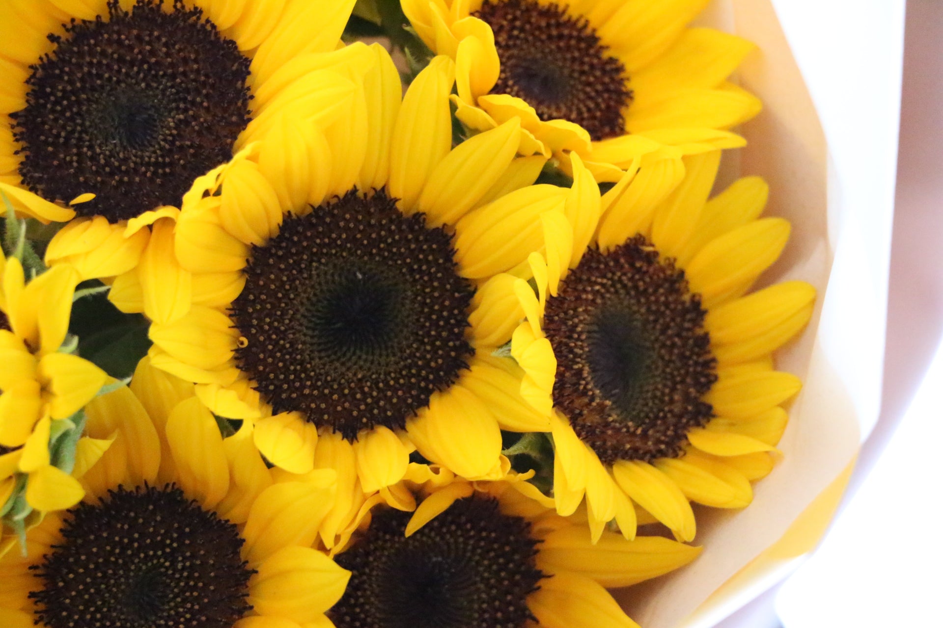 【ひまわり】 八重咲ひまわり グミーベア[ひまわり]※2026年春だね新商品 - e-種や