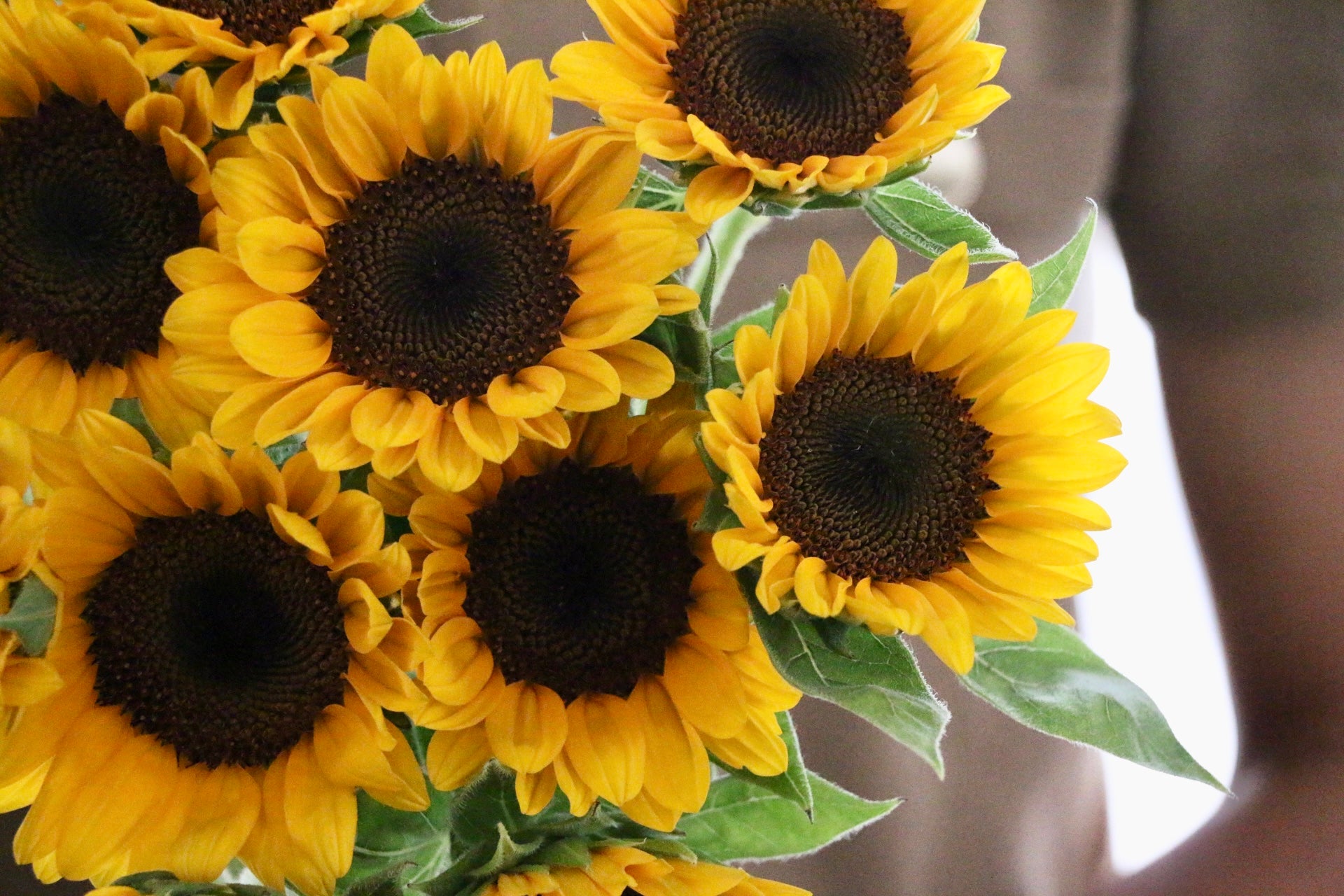 プロポーズ】ひまわりの花束（11本） – 花・花束の通販サイト