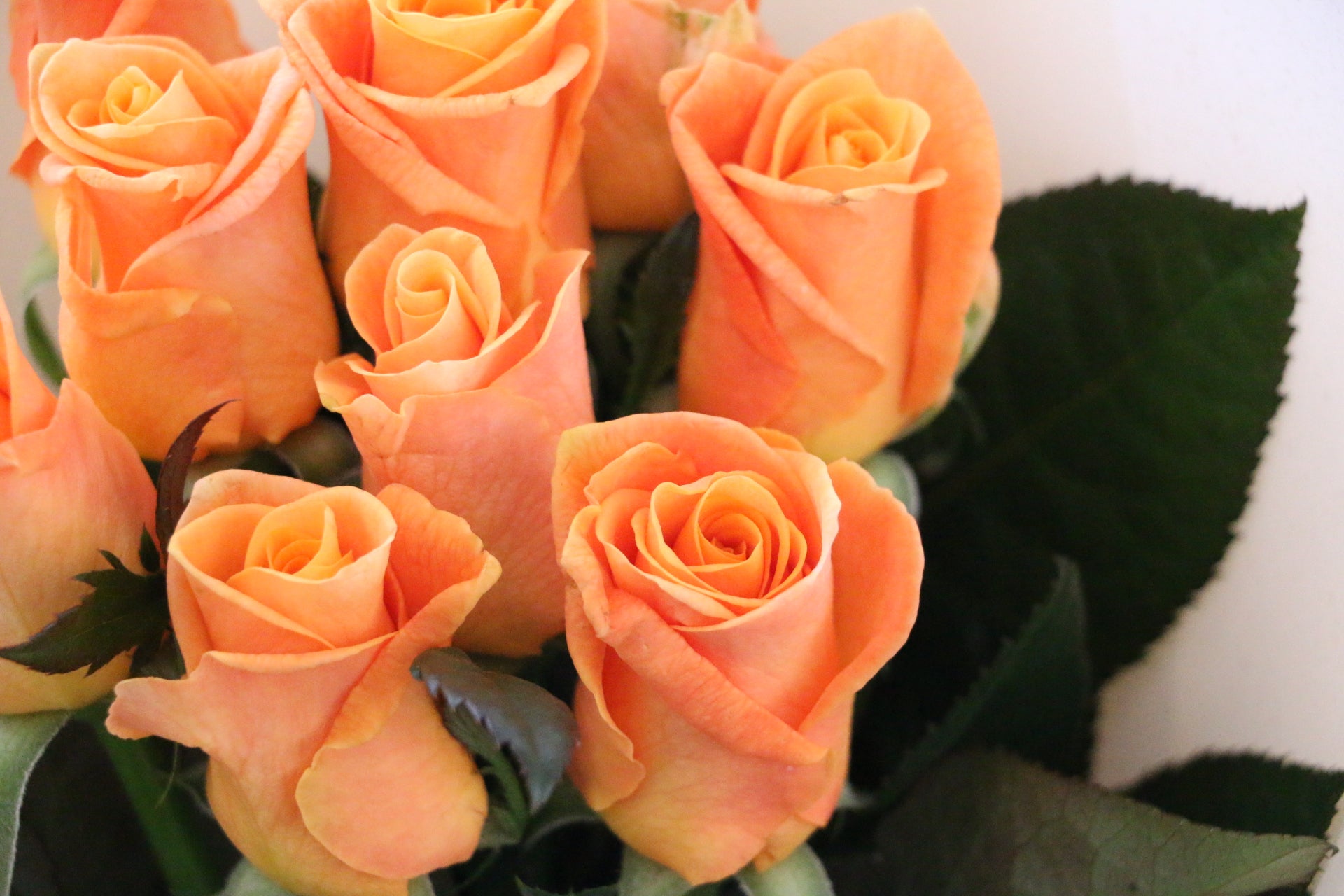 オレンジ色バラの花束（9本）-いつまでも一緒にいてください – 花
