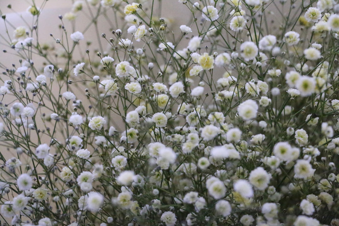 黄色のカスミソウ（かすみ草）の花束 8,000円 Lサイズ