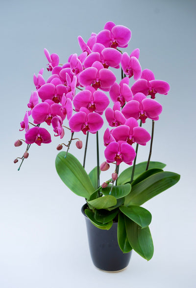 胡蝶蘭 大輪 濃いピンク 3本立ち 30～37輪前後