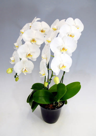 胡蝶蘭 大輪 2本立ち 18～23輪前後 白