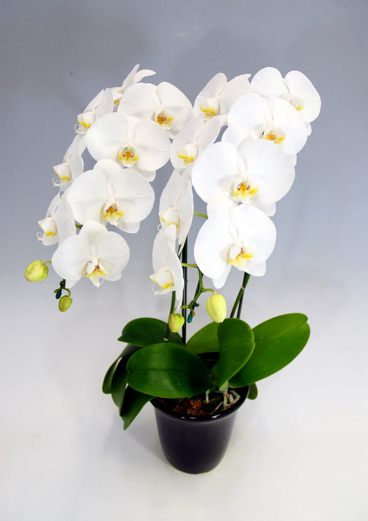 胡蝶蘭 大輪 2本立ち 18～23輪前後 白