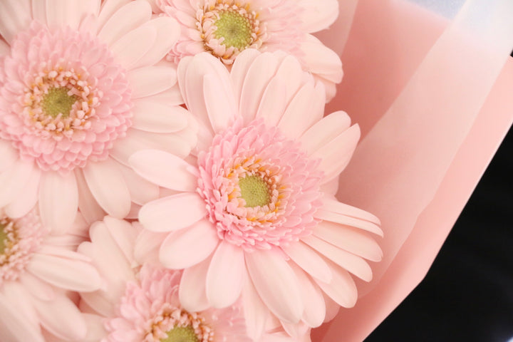 ピンク色のガーベラの花束（12本）-私の妻になってください