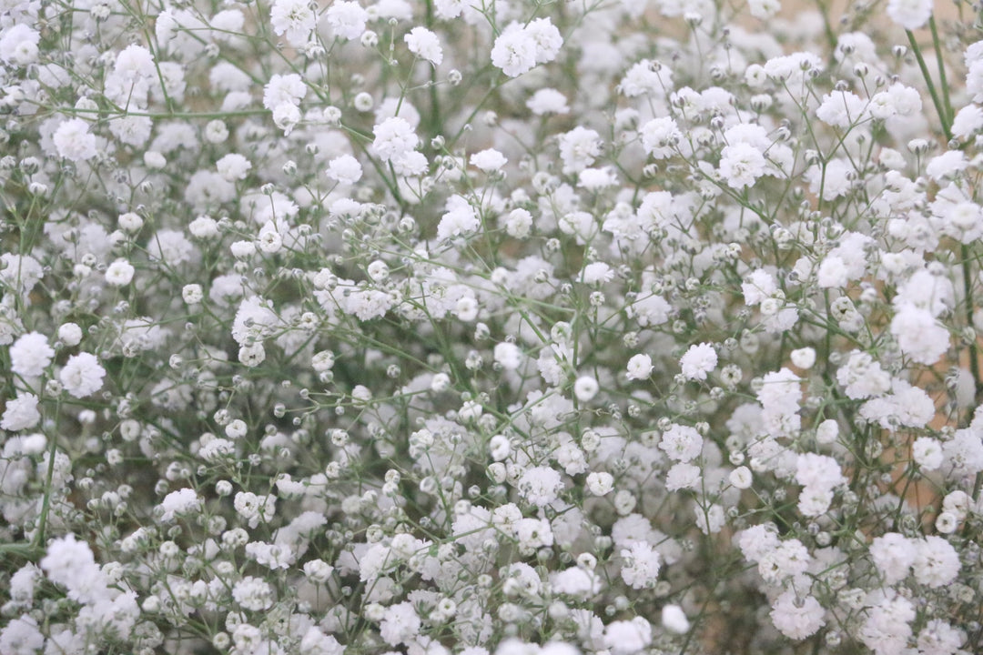カスミソウ（かすみ草）の花束 9,000円