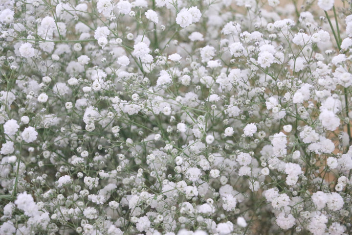 カスミソウ（かすみ草）の花束 9,000円