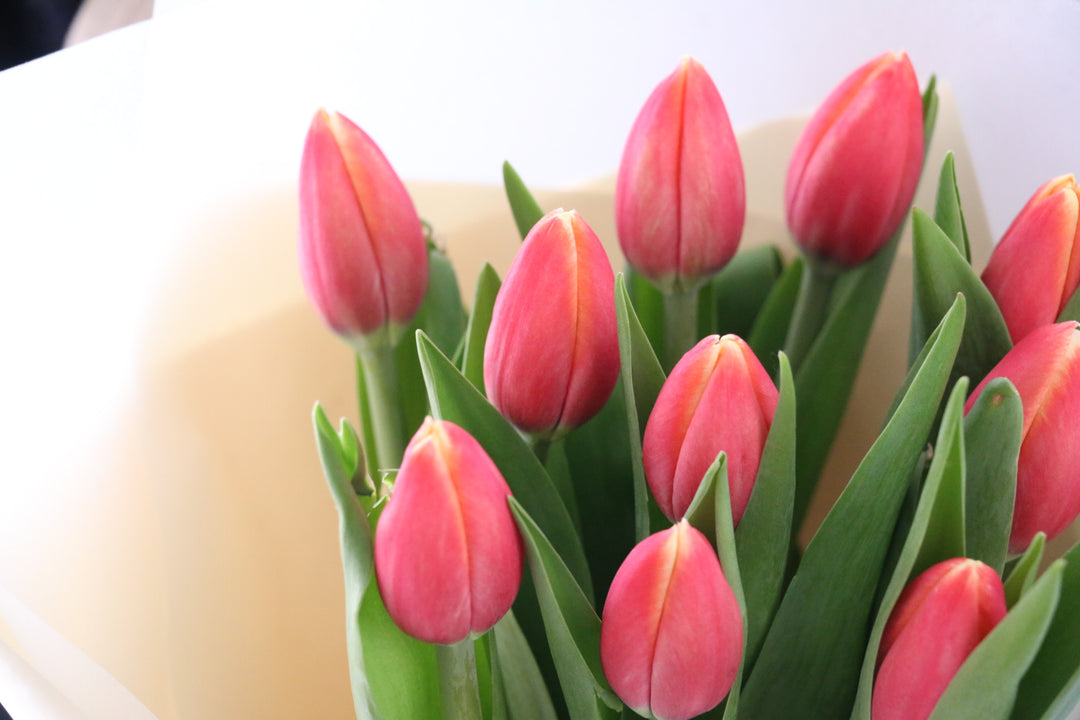 赤色のチューリップの花束（10本）