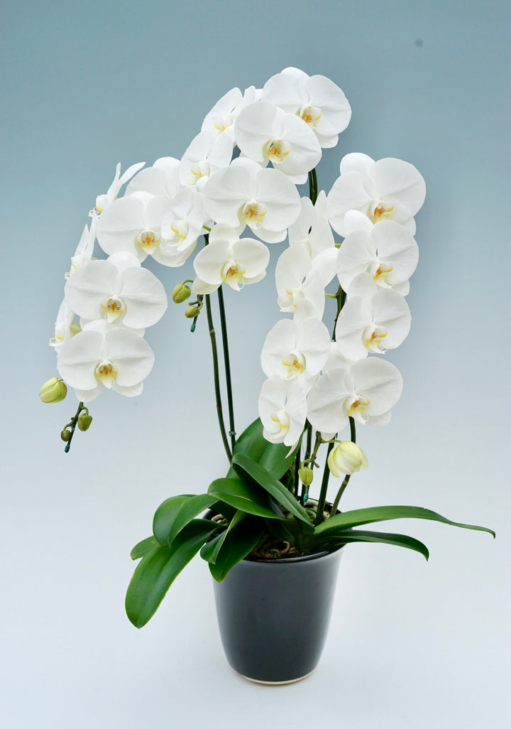 胡蝶蘭 大輪 3本立ち 25～32輪前後 白