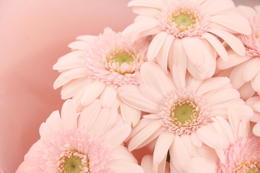 ピンク色のガーベラの花束（8本）-あなたの思いやりに感謝します