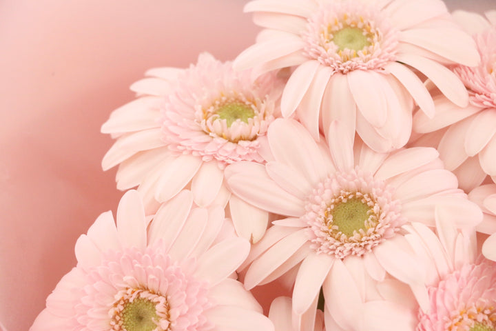 ピンク色のガーベラの花束（8本）-あなたの思いやりに感謝します