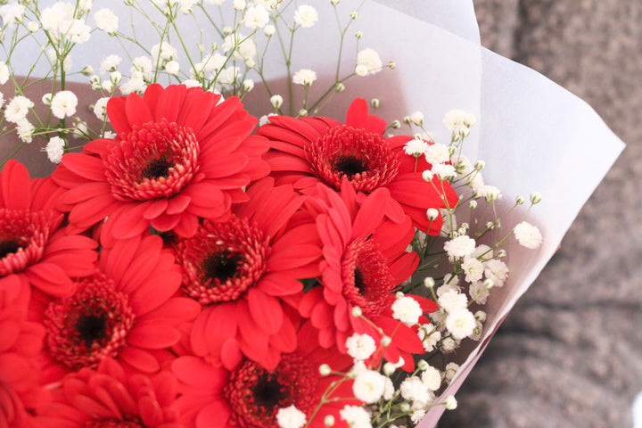 赤色のガーベラ（9本）とカスミソウの花束-いつまでも一緒にいてください