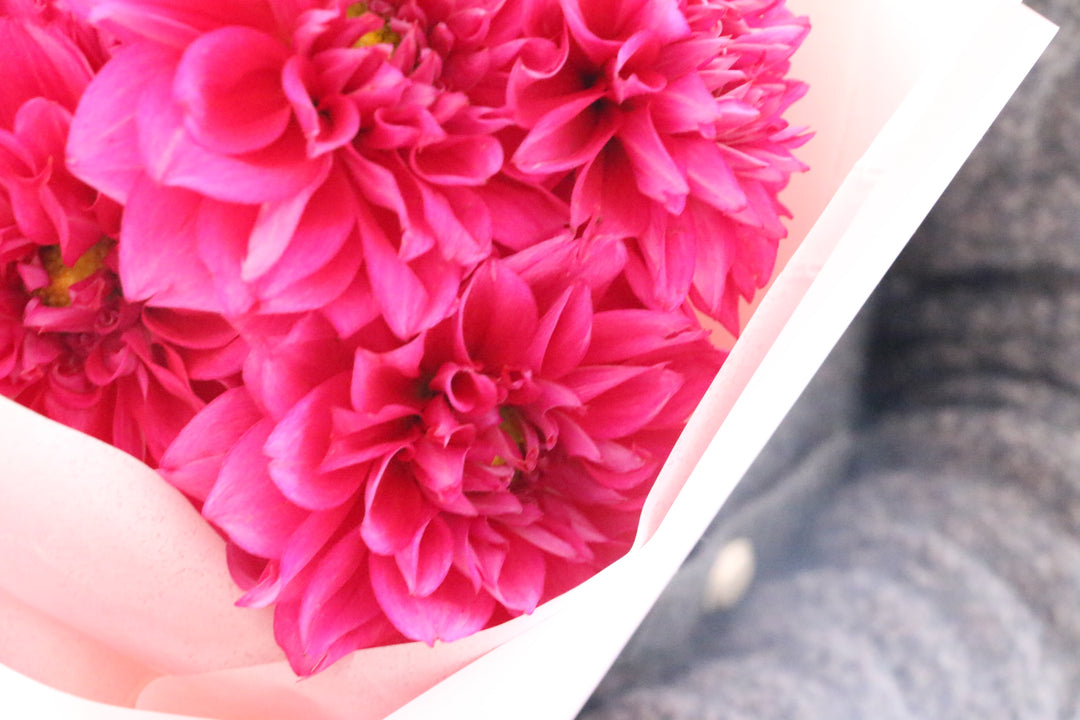 ピンク色のダリアの花束（5本）