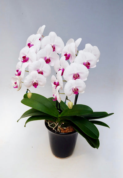 胡蝶蘭 大輪 赤リップ 2本立ち 18～23輪前後