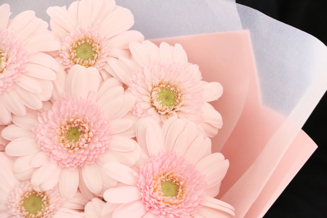 ピンク色のガーベラの花束（11本）-最愛