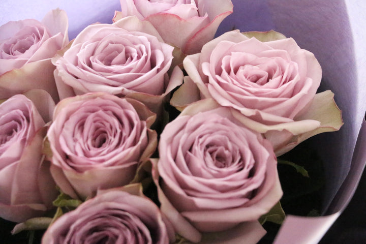 紫色のバラの花束（8本）-あなたの思いやりに感謝します
