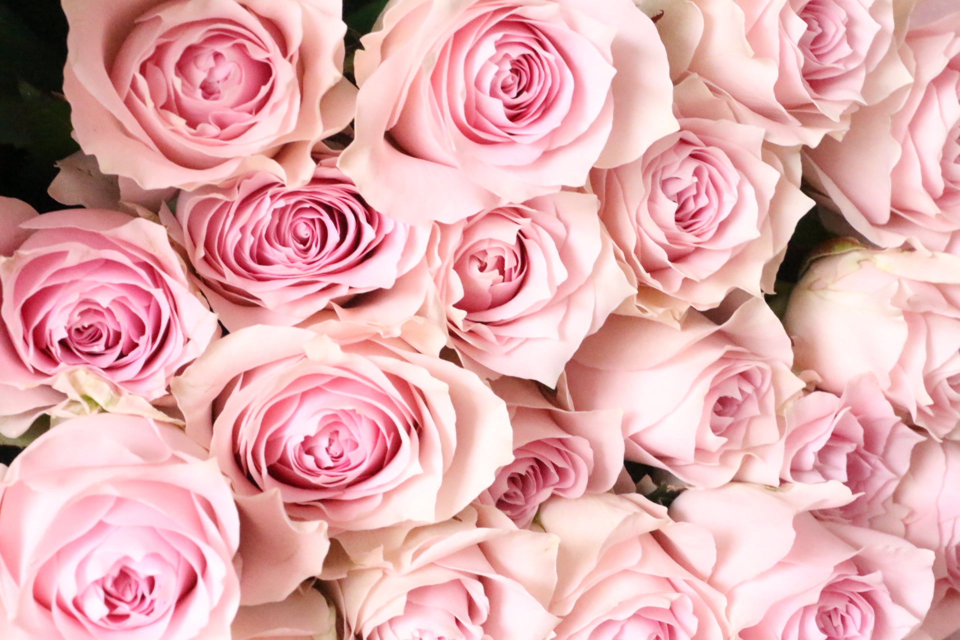 ピンク色バラの花束（20本）-真心あるのみ – 花・花束の通販サイト