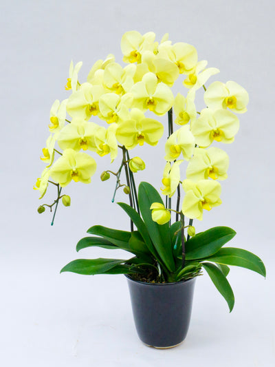 胡蝶蘭 大輪 黄色 3本立ち 30～37輪前後